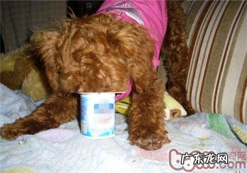 狗狗呕吐拉肚子是什么原因？