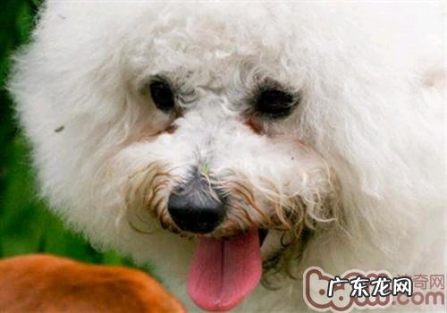 狗狗有泪痕该怎么办