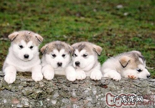 狗狗生病后不可以乱服药