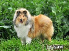 狗狗皮肤病的防止标准