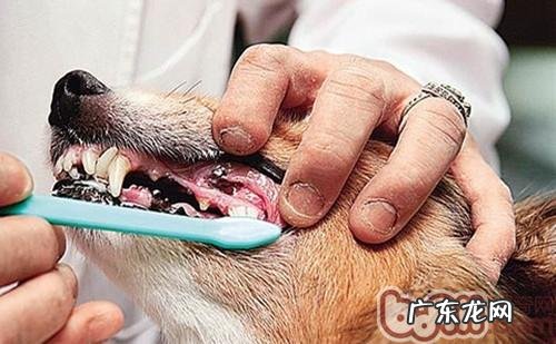 不可忽视的狗狗口臭难题