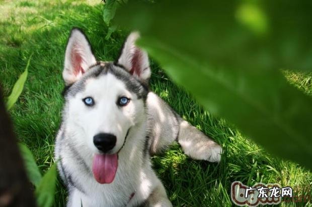 怎么才能查验小狗行走出现异常