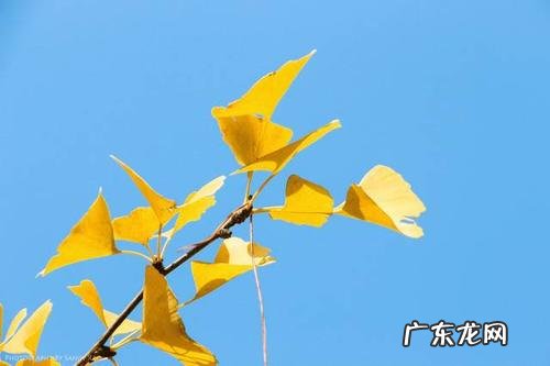 感悟人生的美图美句 【抖音文案】感悟人生银杏叶的美句