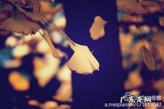 感悟人生的美图美句 【抖音文案】感悟人生银杏叶的美句