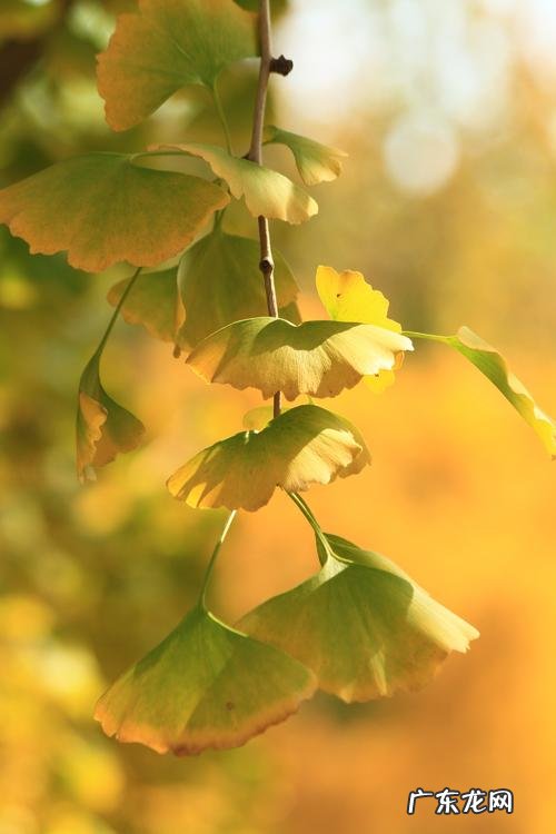 赞美秋天银杏叶金黄的诗句 【抖音文案】赞美银杏叶的优美诗句