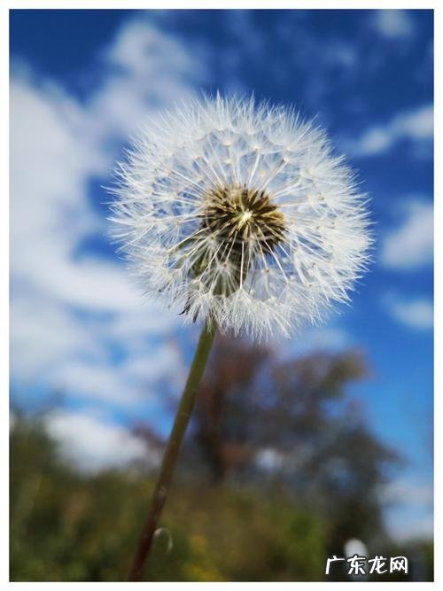 蒲公英的哲理短句 【抖音文案】蒲公英的哲理