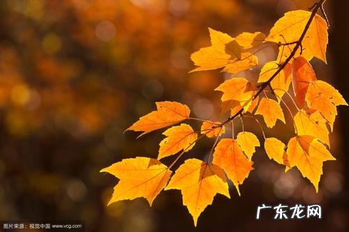 赞美金秋十月的唯美句子 【抖音文案】关于金秋十月的唯美句子