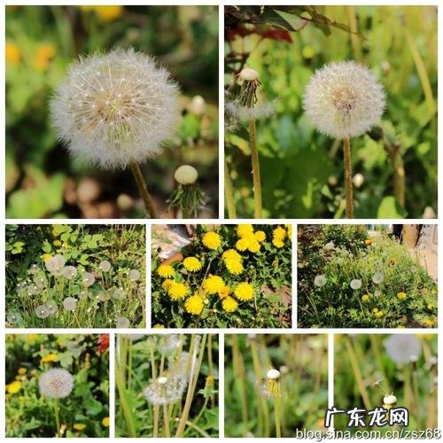描写蒲公英的优美句子有哲理的 【抖音文案】描写春天蒲公英的优美句子