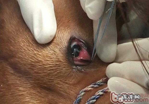 犬结膜炎吮吸线虫病的医治