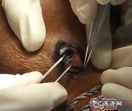 犬结膜炎吮吸线虫病的医治