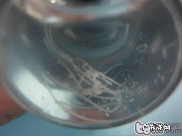 犬结膜炎吮吸线虫病的医治