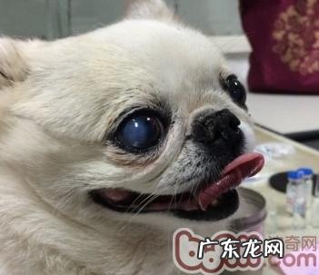 京巴犬结膜炎的病例分析