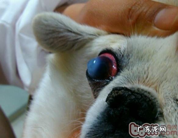 京巴犬结膜炎的病例分析