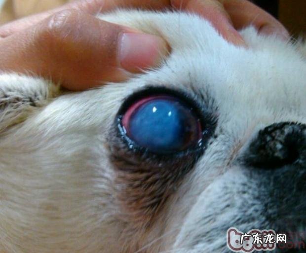 京巴犬结膜炎的病例分析