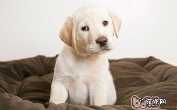 小宠物肾脏衰竭基础详细介绍