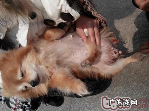 一例犬子宫蓄脓和子宫肌瘤的医治