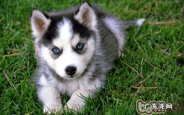 不必盲目跟风给自己小狗繁育