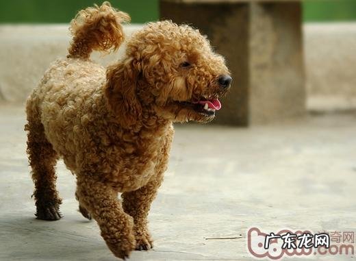 小狗尿频尿急的发病原因剖析