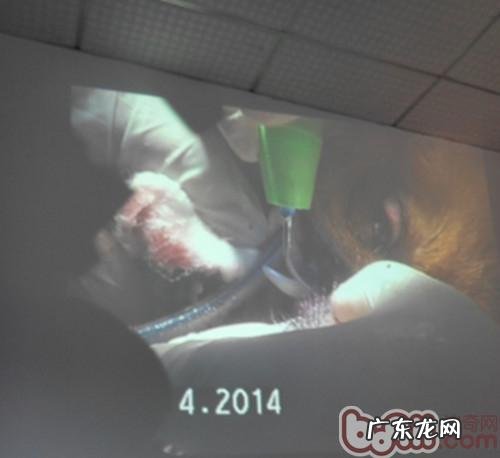 犬猫洗牙手术方法介绍