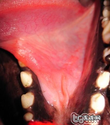 犬舌下囊肿的医治