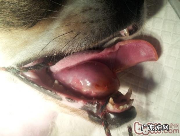 犬舌下囊肿的医治
