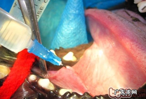 犬舌下囊肿的医治