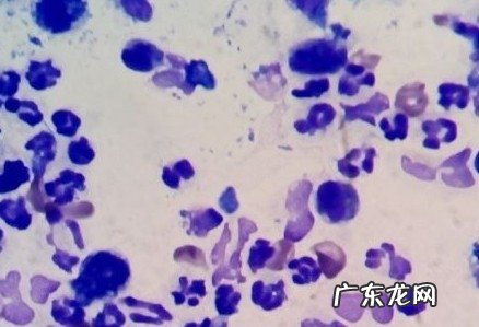 犬外耳炎的医治