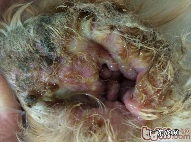 犬外耳炎的医治