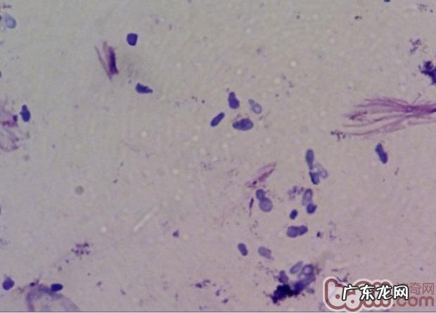 犬外耳炎的医治