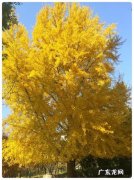 描写银杏树的优美句子 【抖音文案】描写冬天的银杏树句子一句话