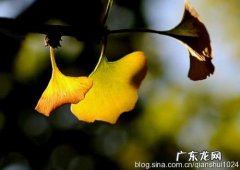 形容银杏叶的唯美句子发朋友圈 【抖音文案】关于银杏叶黄了的唯美句子