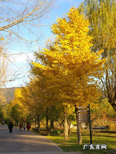形容秋天银杏树叶黄的短句 【抖音文案】秋天的银杏树句子短句唯美