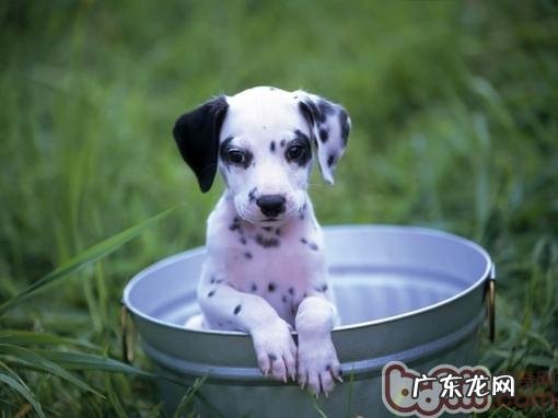 狗狗感冒是不是会传染人