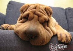 沙皮狗得了犬瘟如何治疗