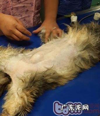 犬猫孑宫蒂蓄脓症与病例分享