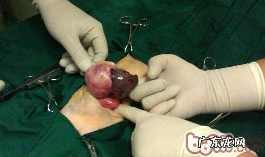 犬猫孑宫蒂蓄脓症与病例分享