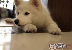 小狗身上长红包根本原因