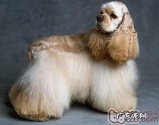 可卡犬发情期主要表现及常见问题