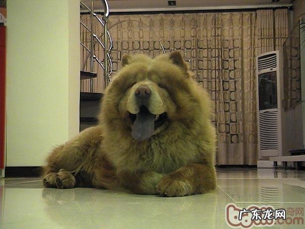 狗狗呼吸急促的根本原因