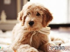 小狗忧郁症的根本原因