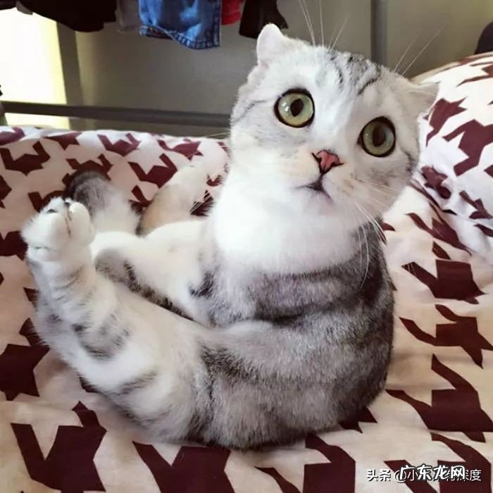罗小猫猫子是谁?罗小猫猫子喝农药是怎么回事?