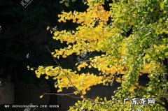 描写深秋的银杏树的短句 【抖音文案】深秋的银杏树怎么描写