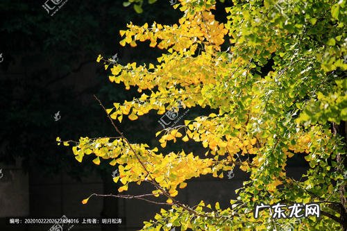 描写深秋的银杏树的短句 【抖音文案】深秋的银杏树怎么描写