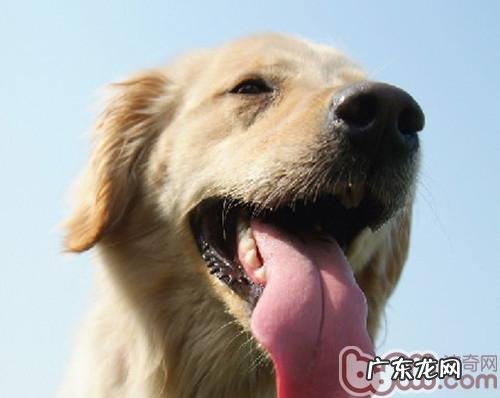 三种方法教你除去狗狗牙结石