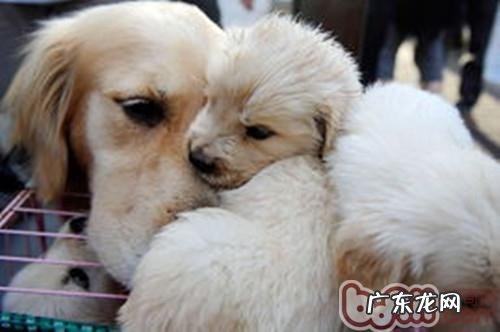 怎么知道宠物狗狗是否怀孕了