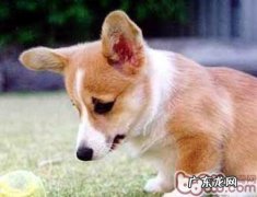 喂养短腿柯基前的一些提议