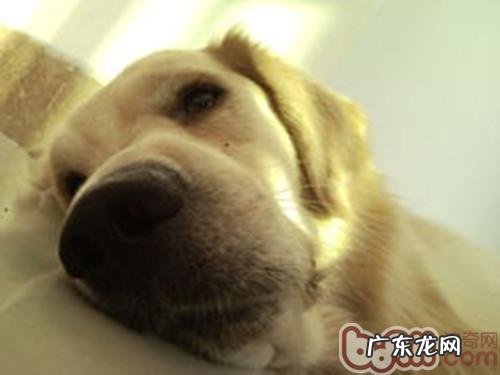 小狗营养缺乏症贫血症状及医治