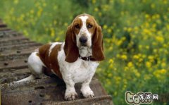 小狗营养性贫血的发病原因剖析