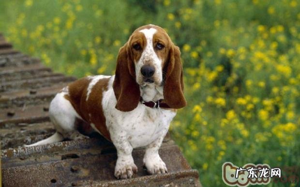 小狗营养性贫血的发病原因剖析