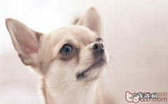 吉娃娃犬的支气管坍塌症